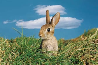Mit Ohren und Klopfen: Wie Kaninchen mit uns sprechen.