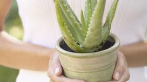 Aloe Vera reduziert das Formaldehyd in der Raumluft.