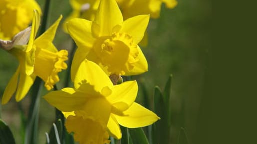 Osterglocken können die Haut reizen