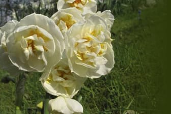 Bridal Crown: Die cremig-weiße, gefüllte Narzisse betört mit süßlichem Duft