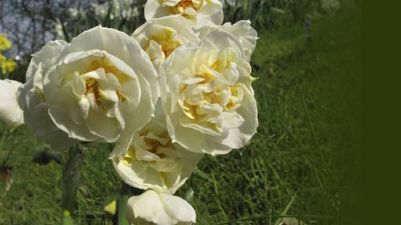 Bridal Crown: Die cremig-weiße, gefüllte Narzisse betört mit süßlichem Duft