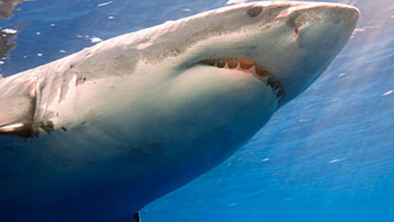 Der Weiße Hai ist der größte Raubfisch der Welt