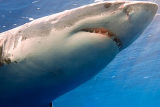Der Weiße Hai ist der größte Raubfisch der Welt