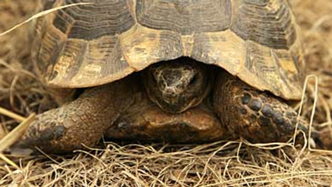 Wachen Schildkröten aus dem Winterschlaf auf, müssen Besitzer behutsam mit ihnen umgehen.
