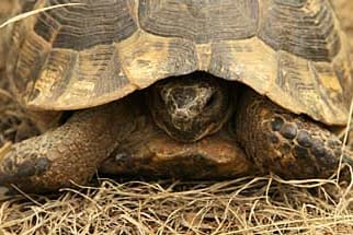 Wachen Schildkröten aus dem Winterschlaf auf, müssen Besitzer behutsam mit ihnen umgehen.