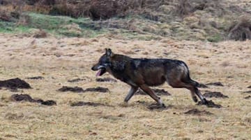 Im März wurde im Westerwald erstmals seit 130 Jahren ein Wolf gesichtet.