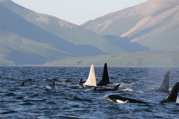 Albino-Orca Iceberg zeigt seine prächtige Rückenflosse