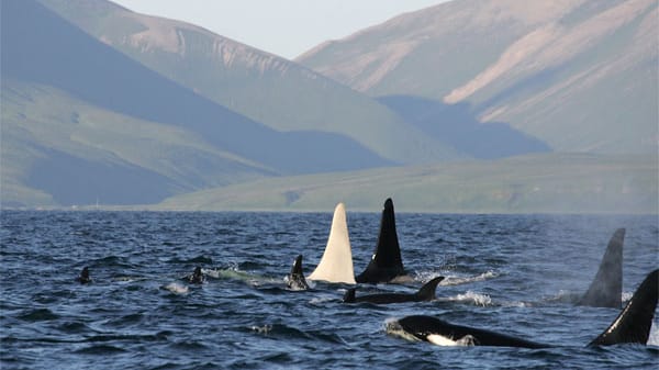 Albino-Orca Iceberg zeigt seine prächtige Rückenflosse