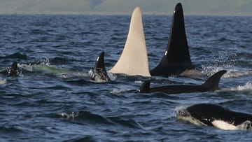 Spektakuläre Entdeckung von Forschern: Im Nordpazifik sichteten sie einen weißen Schwertwal.