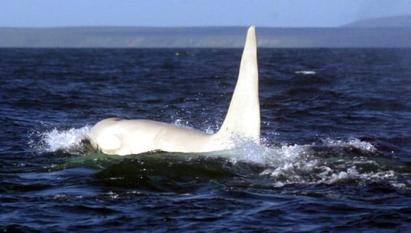 Albinos sind unter Walen äußerst selten.