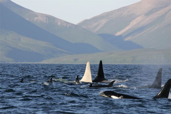 Die Forscher des Far East Russia Orca Projects (FEROP) haben erstmals einen erwachsenen Albino-Orca entdeckt.