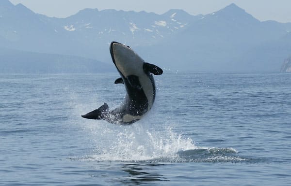 Orcas sind keine Einzelgänger. Auch der weiße Schwertwal lebt in einer Schule (Familienverband) mit zwölf weiteren Tieren.