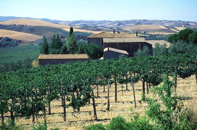 In der Nähe der Festung finden sich die Weinberge des Brunello di Montalcino.