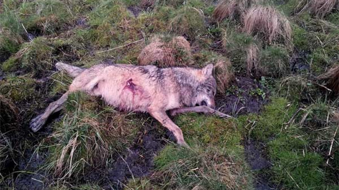 Der tote Wolf vom Westerwald: Nach dem Abschuss ließ der Schütze das Tier einfach liegen