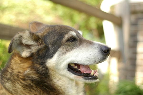 Regelmäßiges Zähne putzen ist wichtig für die Gesundheit des Hundes.