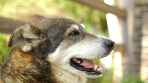 Regelmäßiges Zähne putzen ist wichtig für die Gesundheit des Hundes.