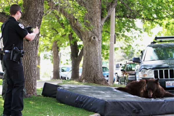 Ein Schwarzbär stattet der Universität von Colorado überraschend einen Besuch ab.