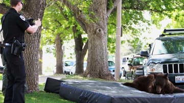 Ein Schwarzbär stattet der Universität von Colorado überraschend einen Besuch ab.