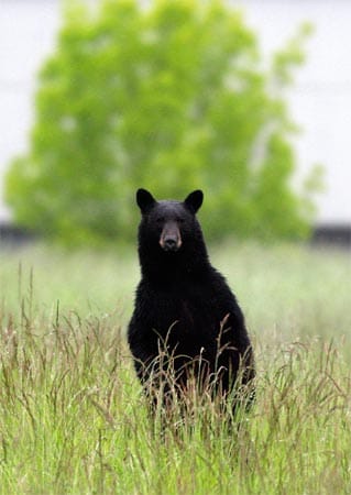 Der Schwarzbär kommt in Nordamerika häufig vor - gehört allerdings nicht an die Uni, sondern in die freie Natur.