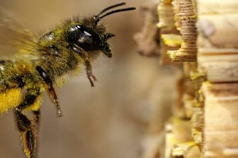 Nisthilfe für Bienen aus Holz: ganz leicht selber machen