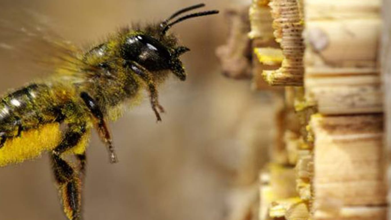 Nisthilfe für Bienen aus Holz: ganz leicht selber machen