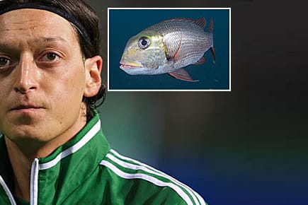 Ein nicht gerade aufmunternder Vergleich: Real-Star Mesut Özil (li.) und die Meerbrasse.