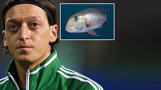 Ein nicht gerade aufmunternder Vergleich: Real-Star Mesut Özil (li.) und die Meerbrasse. Ein nicht gerade aufmunternder Vergleich: Real-Star Mesut Özil (li.) und die Meerbrasse.