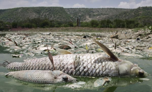 Tote Fische treiben an der Wasseroberfläche (Symbolbild): Ein großer Teil der Ökosysteme in Europa ist in einem schlechten Zustand. Tote Fische treiben an der Wasseroberfläche (Symbolbild): Ein großer Teil der Ökosysteme in Europa ist in einem schlechten Zustand.