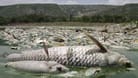 Tote Fische treiben an der Wasseroberfläche (Symbolbild): Ein großer Teil der Ökosysteme in Europa ist in einem schlechten Zustand.