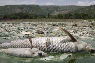 Tote Fische treiben an der Wasseroberfläche (Symbolbild): Ein großer Teil der Ökosysteme in Europa ist in einem schlechten Zustand.