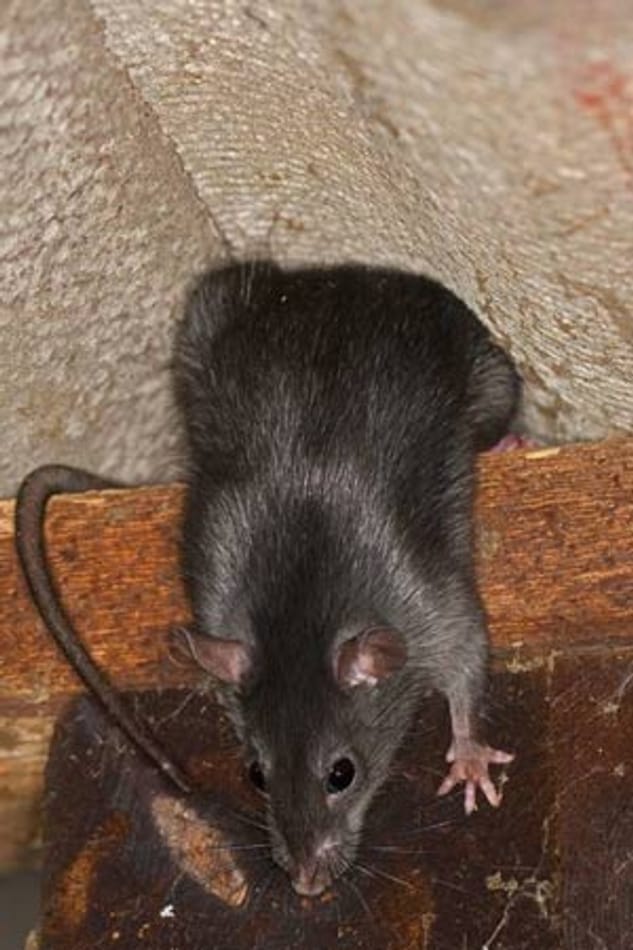 Ratten übertragen über 70 Krankheiten.