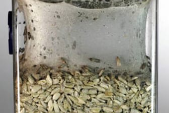 Die Motten legen ihre Larven ab und innerhalb kürzester Zeit sind alle Lebensmittel kontaminiert.
