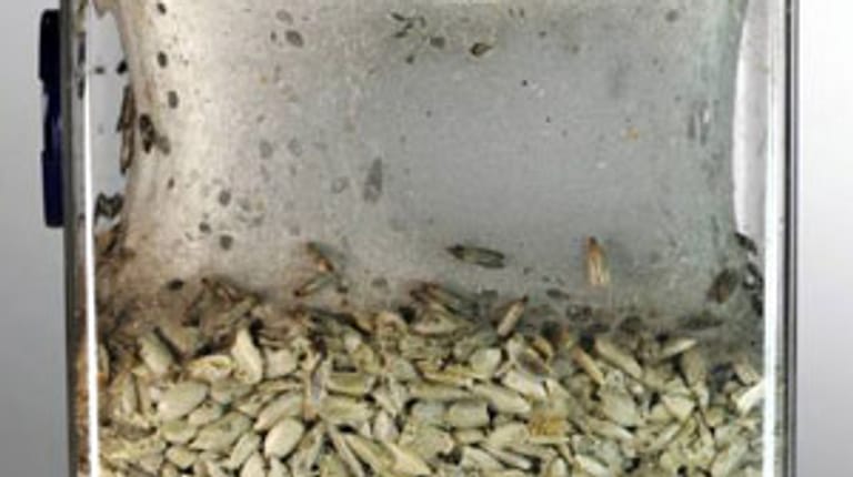 Die Motten legen ihre Larven ab und innerhalb kürzester Zeit sind alle Lebensmittel kontaminiert.