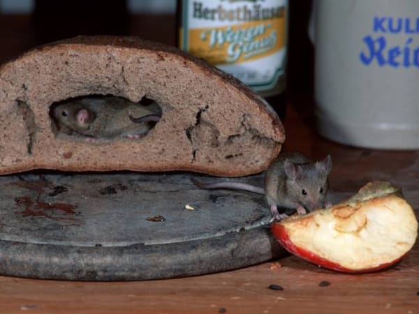 Bei Mäusen handelt es sich um Allesfresser.