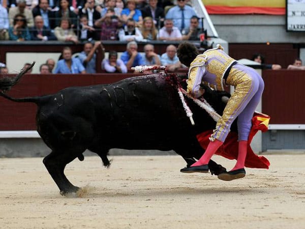 Das tut weh! Der Torero Sebastian Castella wird von einem Stier auf die Hörner genommen.