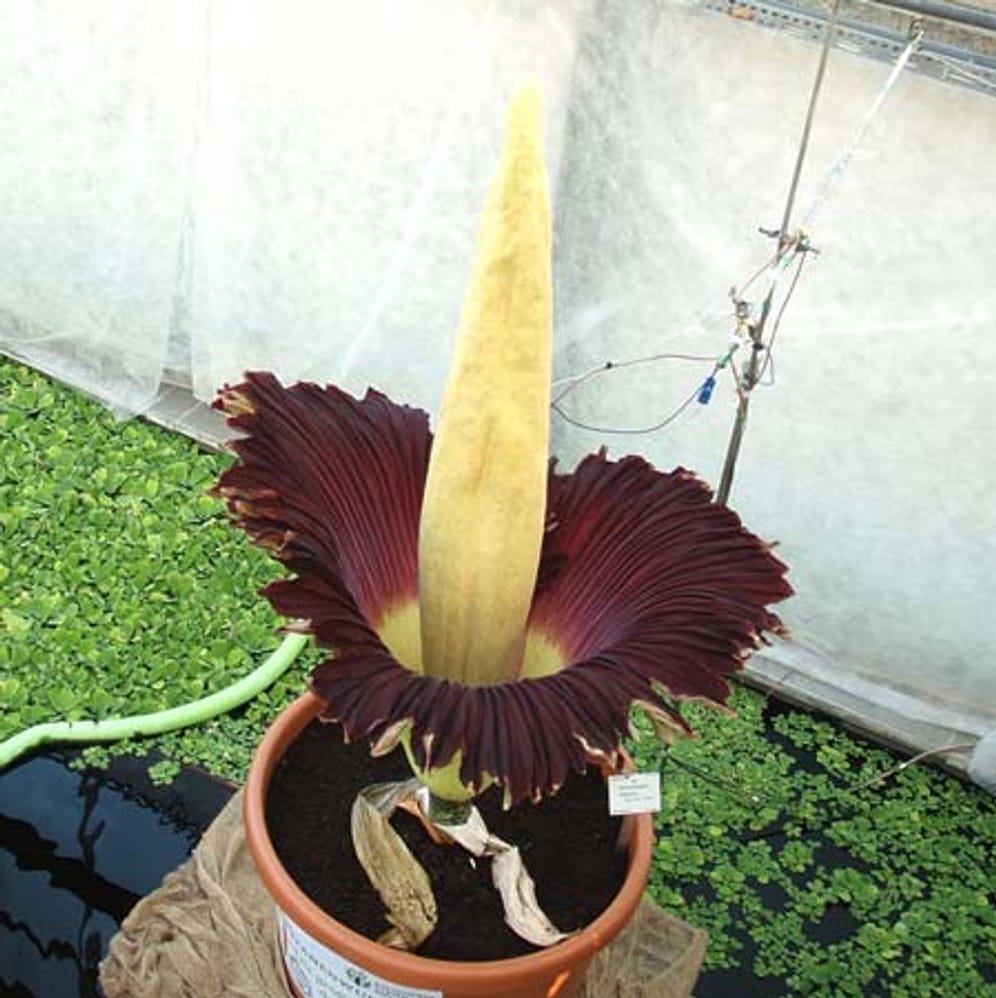 Die Titanenwurz ist die größte Blume der Welt