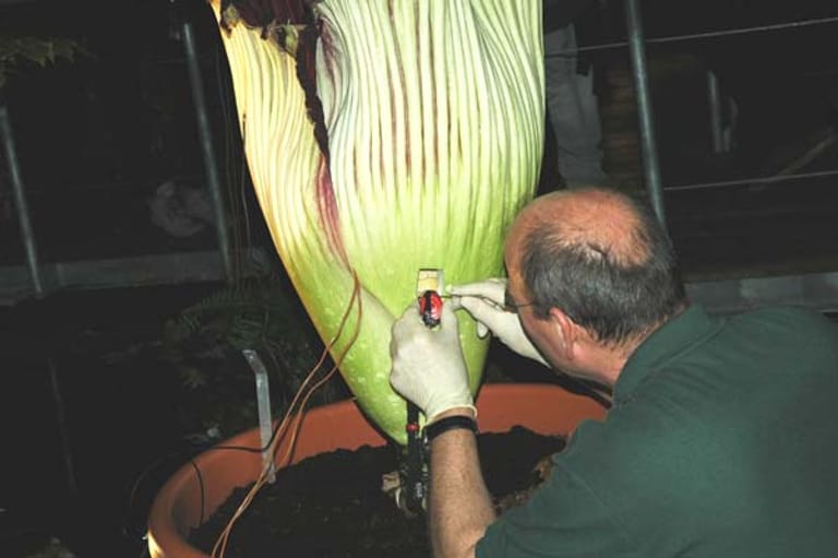 Die Titanenwurz ist die größte Blume der Welt