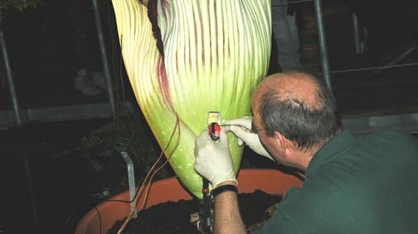 Die Titanenwurz ist die größte Blume der Welt