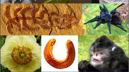 Aus über 18.000 entdeckten Arten wählte eine internationale Gruppe ihre Favoriten aus. Das International Institute for Species Exploration (IISE) der Universität Arizona in Tempe stellte die Top-Ten-Liste aus 200 Nominierungen zusammen.