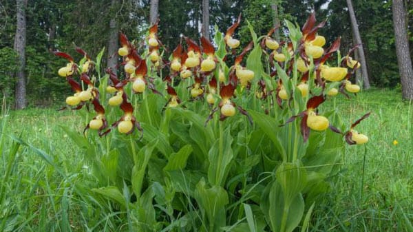 Der Frauenschau gehört zu den bekanntesten Orchideen.