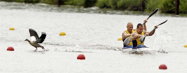 Kanufahren macht tierisch Spaß: Die beiden Schweden Henrik Nilsson und Markus Oscarsson (vorne) kreuzen den Weg einer flüchtenden Ente beim Kanu-Sprint-World-Cup in Duisburg.