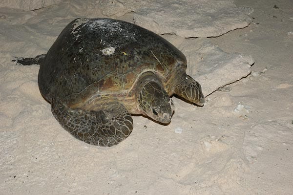 In der Brutzeit lassen sich abends Meeresschildkröten beobachten. Allerdings nur unter strenger Aufsicht des geschulten Resort-Personals, um die Eiablage nicht zu stören.