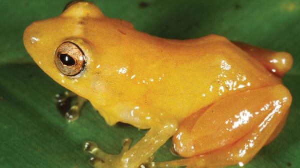 Der Gelbfärber-Regenfrosch ist nur zwei Zentimeter groß