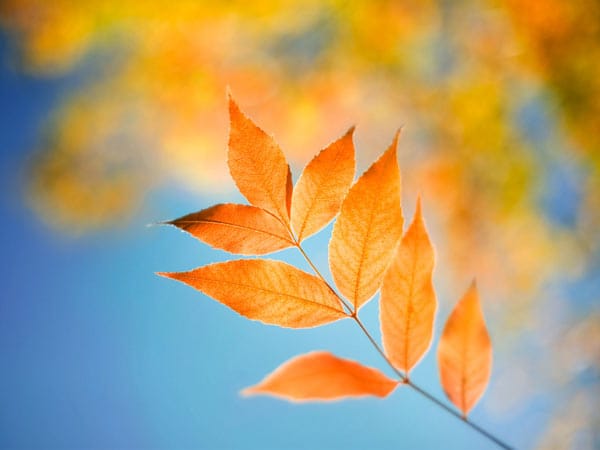 Windows-Wallpaper mit buntem Herbstlaub