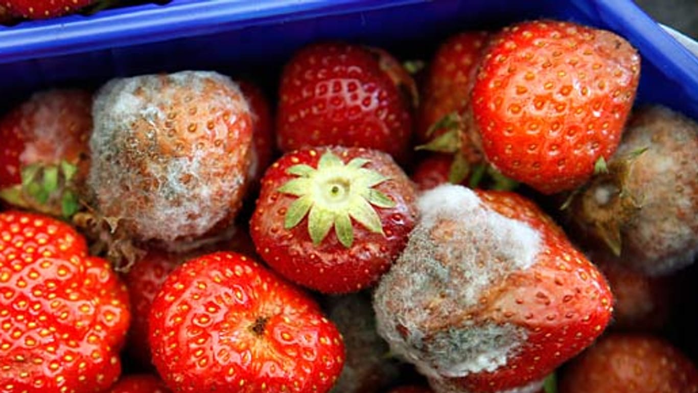 Erdbeeren in Supermärkten sind laut NDR häufig verdorben.