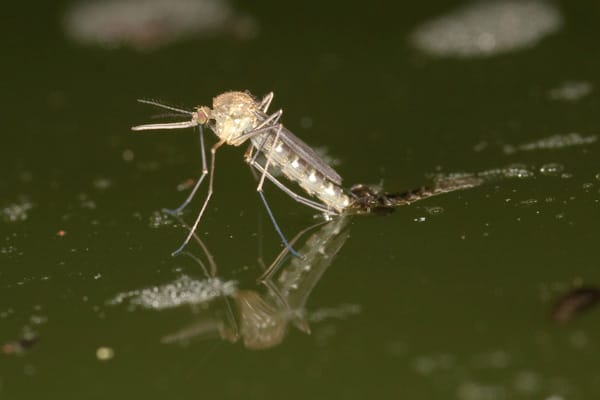 Selbst von Wasser lassen sich filigrane Stechmücken wenig beeindrucken