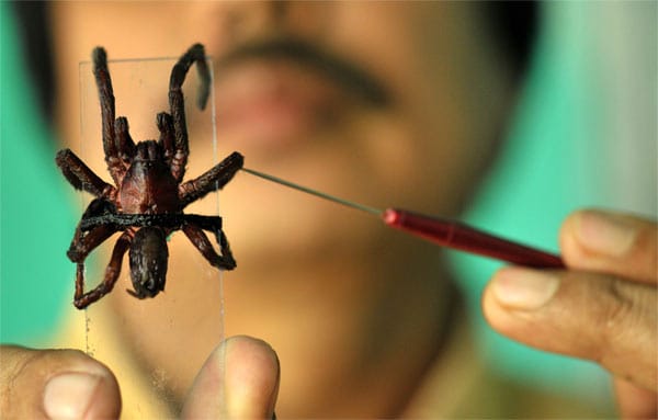 Diese aggressive Spinnenart versetzt die Menschen in der ostindischen Provinz Assam in Angst und Schrecken. Bereits zwei Menschen sollen durch Bisse getötet worden sein. Diese aggressive Spinnenart versetzt die Menschen in der ostindischen Provinz Assam in Angst und Schrecken. Bereits zwei Menschen sollen durch Bisse getötet worden sein.