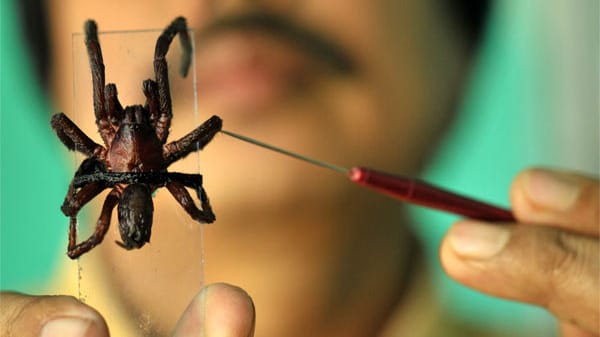 Diese aggressive Spinnenart versetzt die Menschen in der ostindischen Provinz Assam in Angst und Schrecken. Bereits zwei Menschen sollen durch Bisse getötet worden sein.