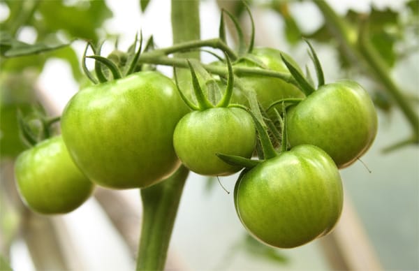 Grüne Tomaten enthalten das Alkaloid Solanin, das zu Kopfschmerzen, Kratzen im Hals, Übelkeit und Erbrechen führen kann. Die in südlichen Ländern verbreiteten Rezepte mit grünen Tomaten sind daher mit Vorsicht zu genießen. Zu Vergiftungserscheinungen kann es - je nach Solaningehalt - beim Verzehr von 100 bis 200 g grünen Tomaten kommen.Der beste Schutz: Besser reife Tomaten essen. Bei hellroten Tomaten droht keine Gefahr.