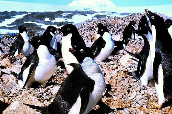 Adélie-Pinguine in der Antarktis: Die Tiere sind wahre Perverslinge